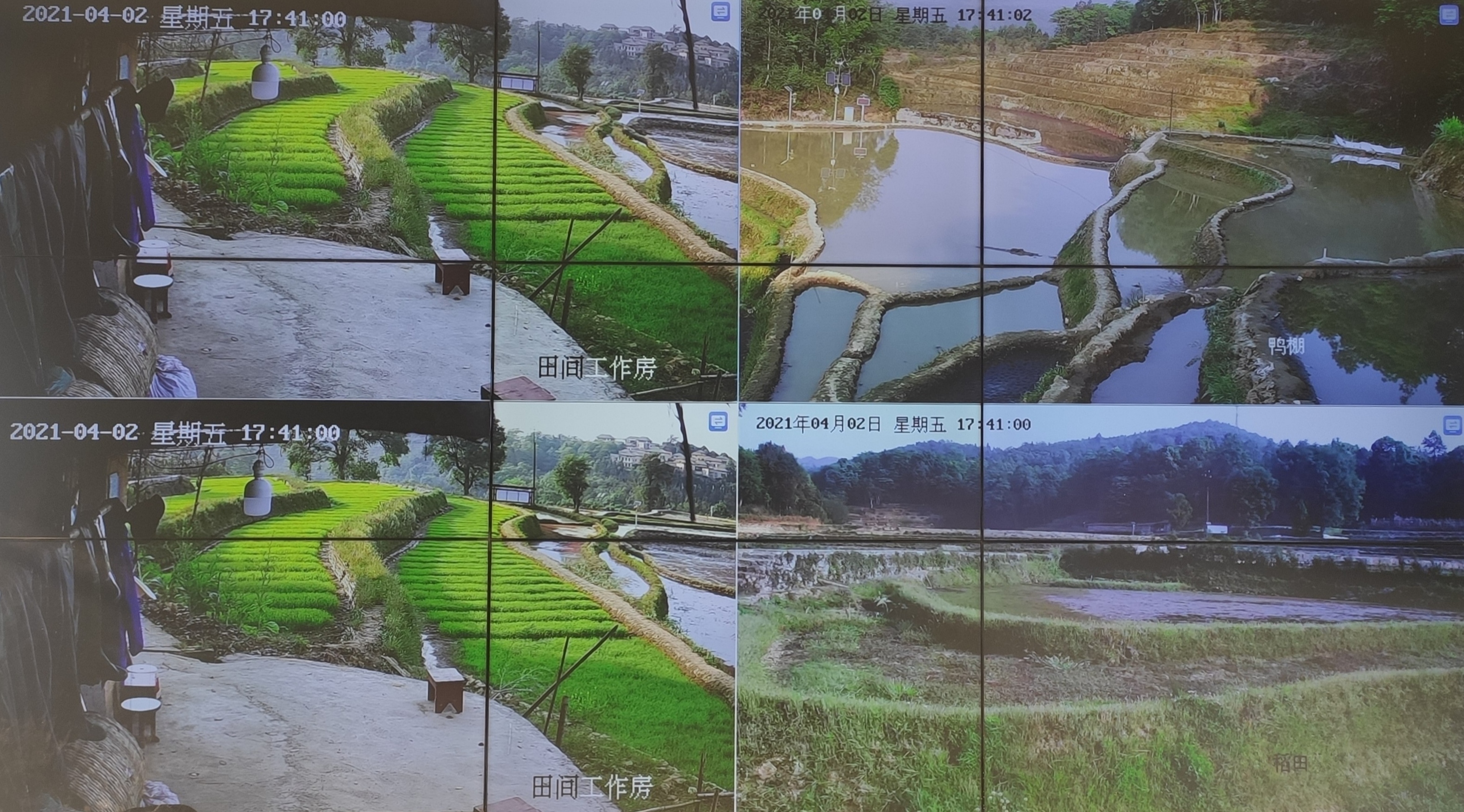 哈尼哈巴 | 智慧农业让古老梯田焕发新生机。