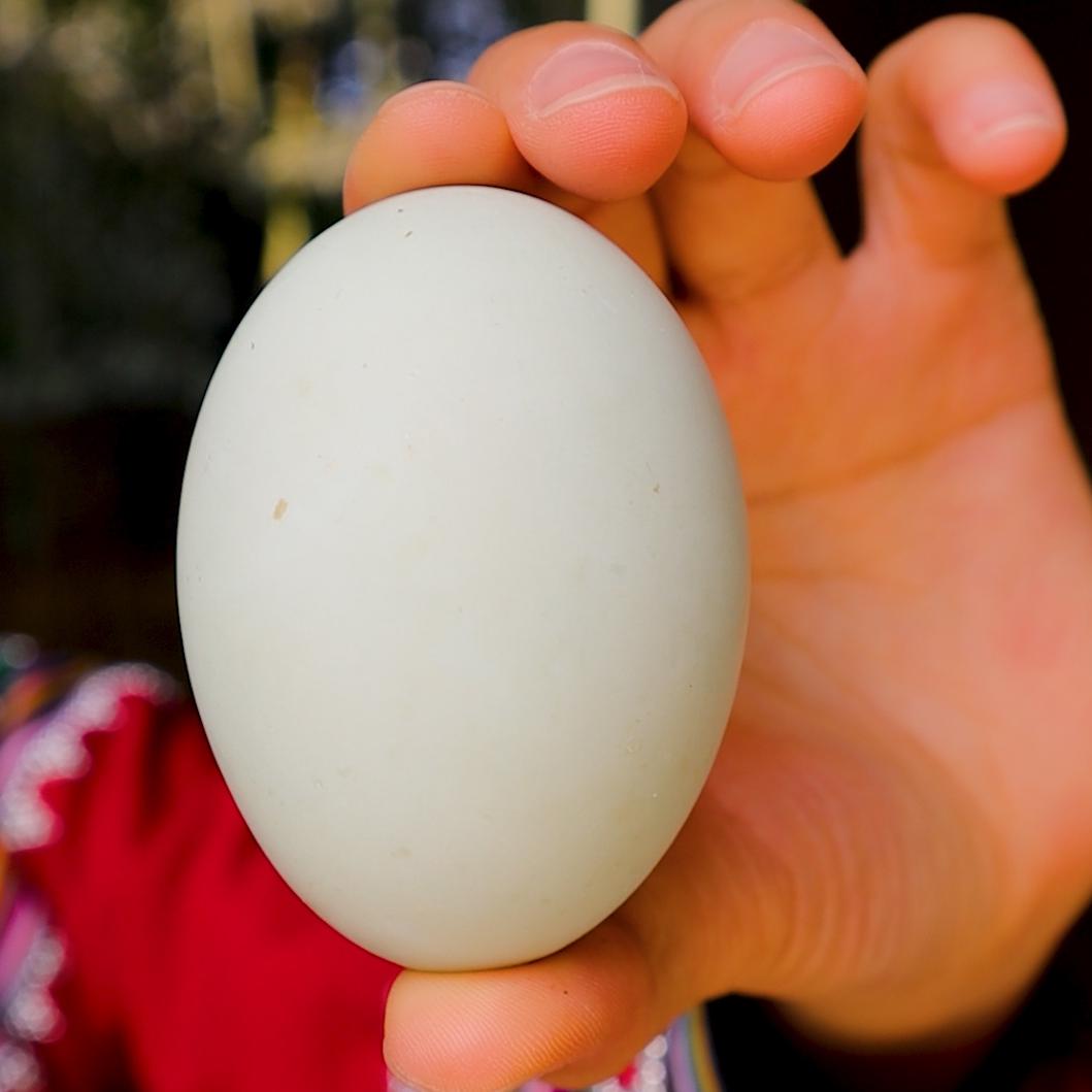 哈尼哈巴 | 选购鲜鸭蛋，如何鉴别是“好蛋”还是“坏蛋”？