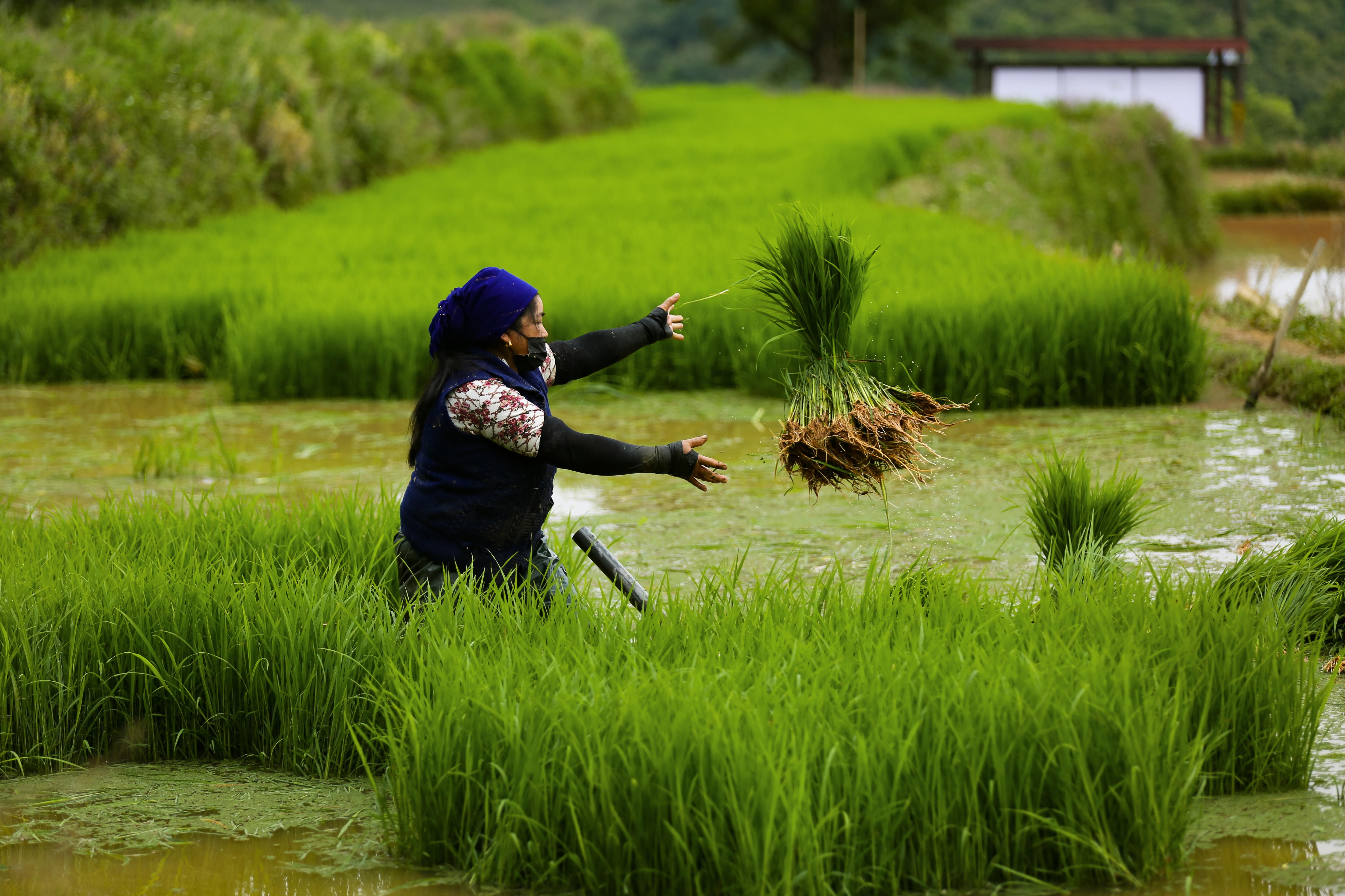 哈尼哈巴 | 插秧——愿所有耕耘，都有收获！