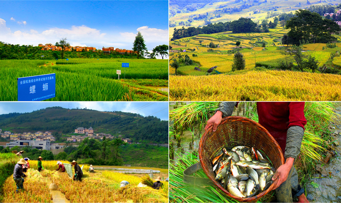 生态种养 生态种养