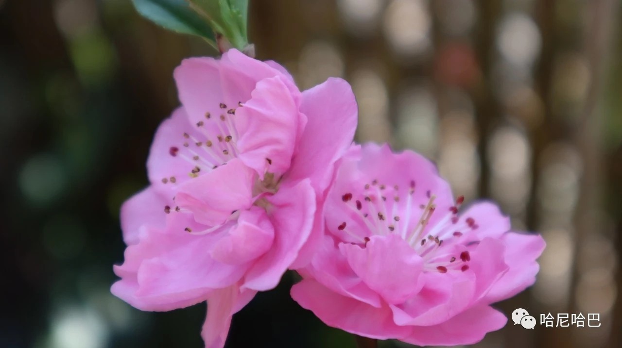 1617243603104870.jpg 1617243603104870.jpg