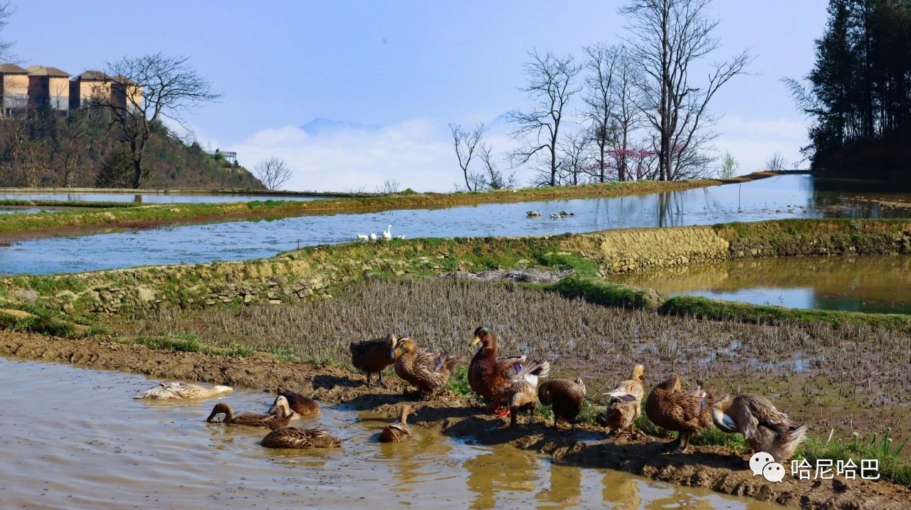 1617243605256770.jpg 1617243605256770.jpg