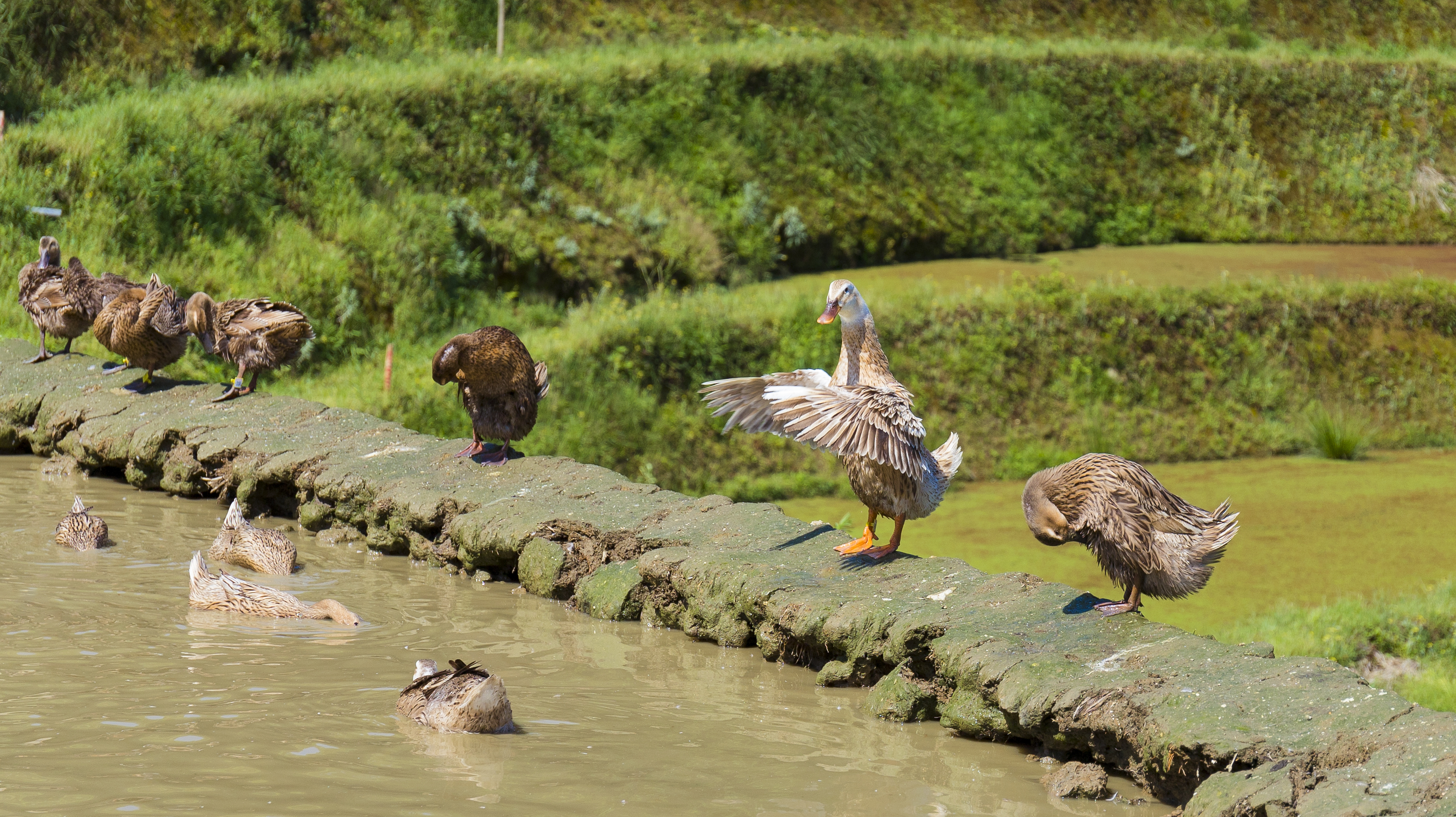 哈尼哈巴 | 千年梯田喂养的梯田鸭，鸭蛋品质看得见！
