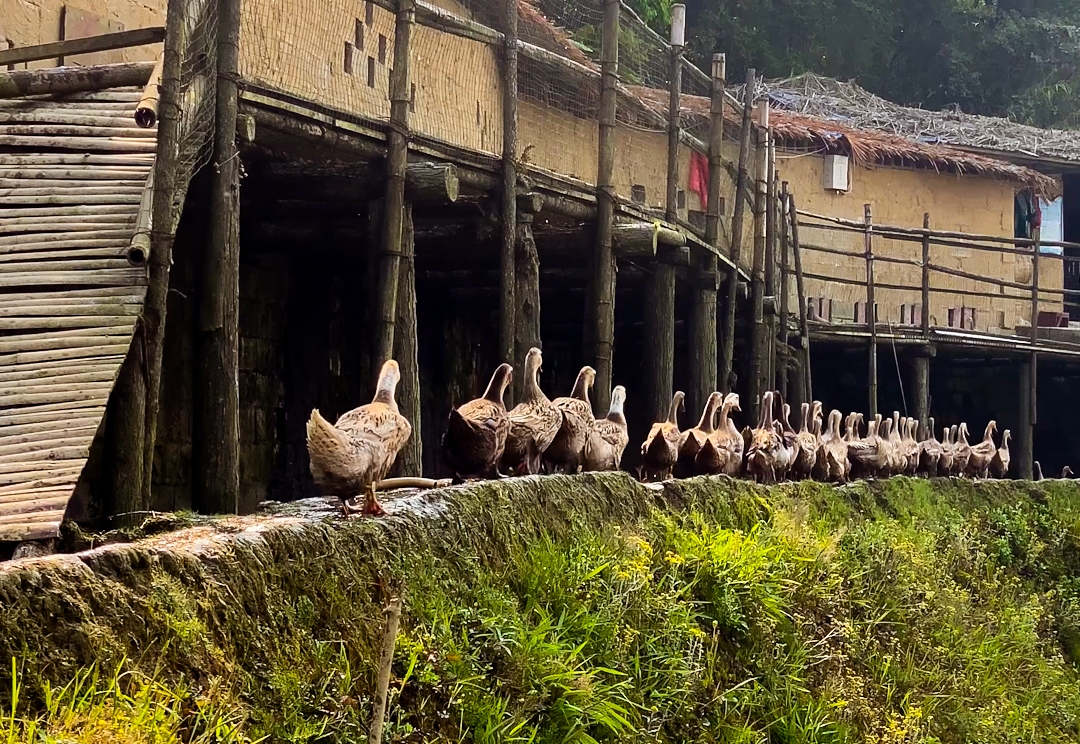 哈尼哈巴 | 千年梯田喂养的梯田鸭，鸭蛋品质看得见！
