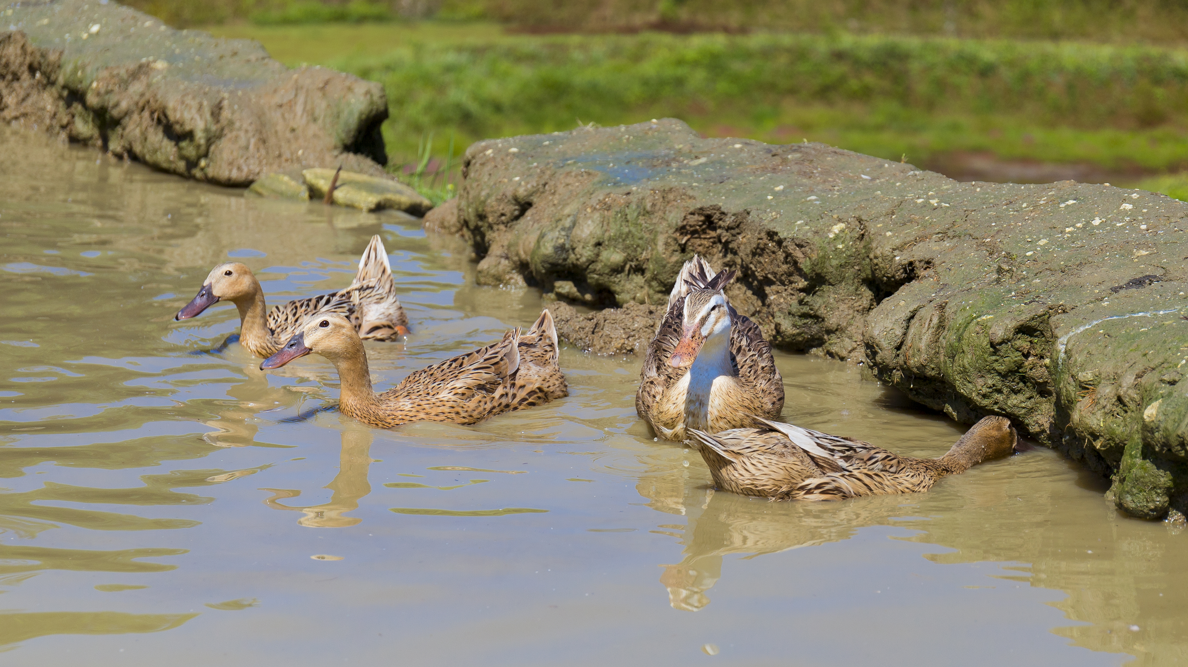 哈尼哈巴 | 千年梯田喂养的梯田鸭，鸭蛋品质看得见！
