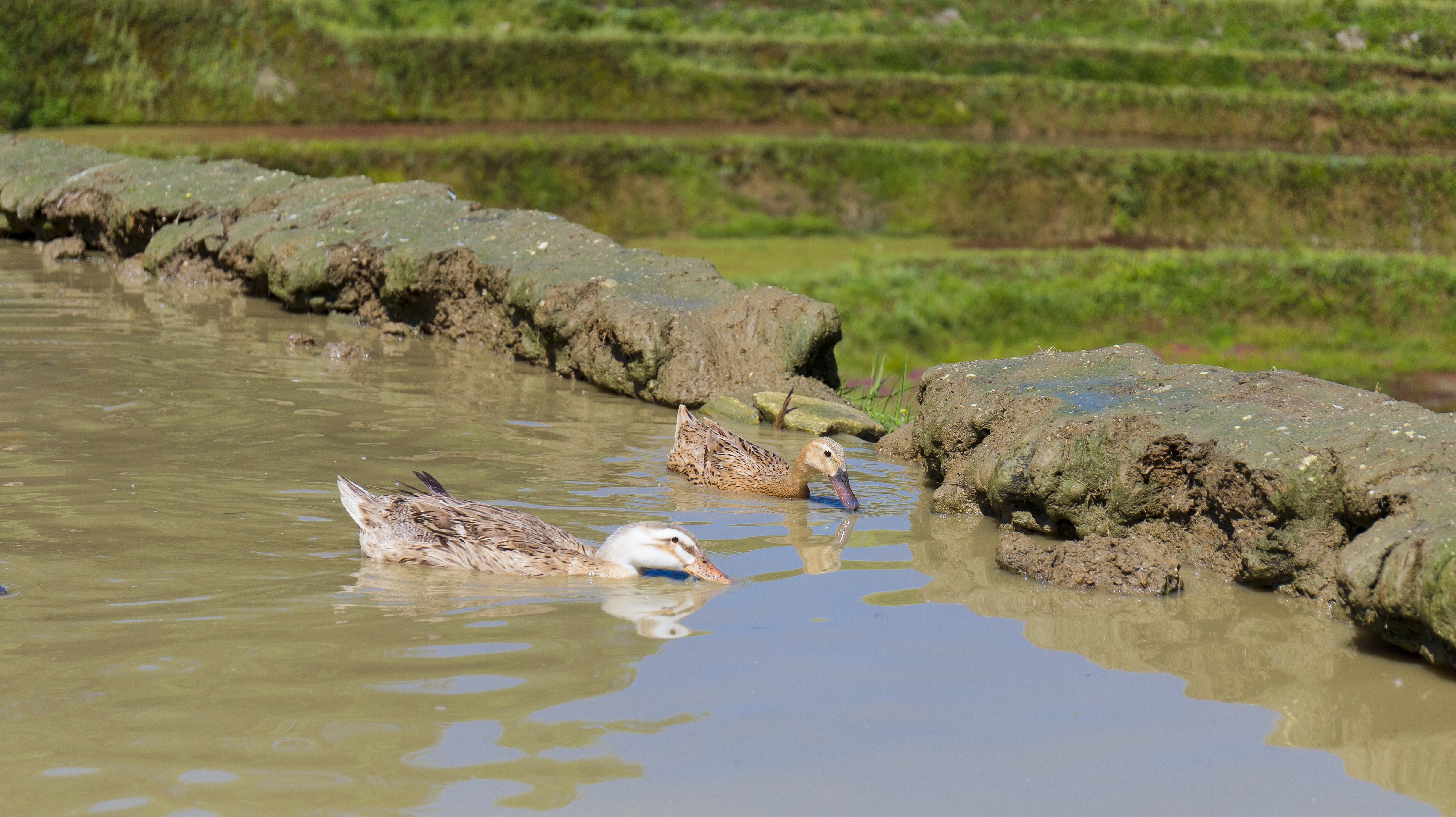 哈尼哈巴 | 千年梯田喂养的梯田鸭，鸭蛋品质看得见！
