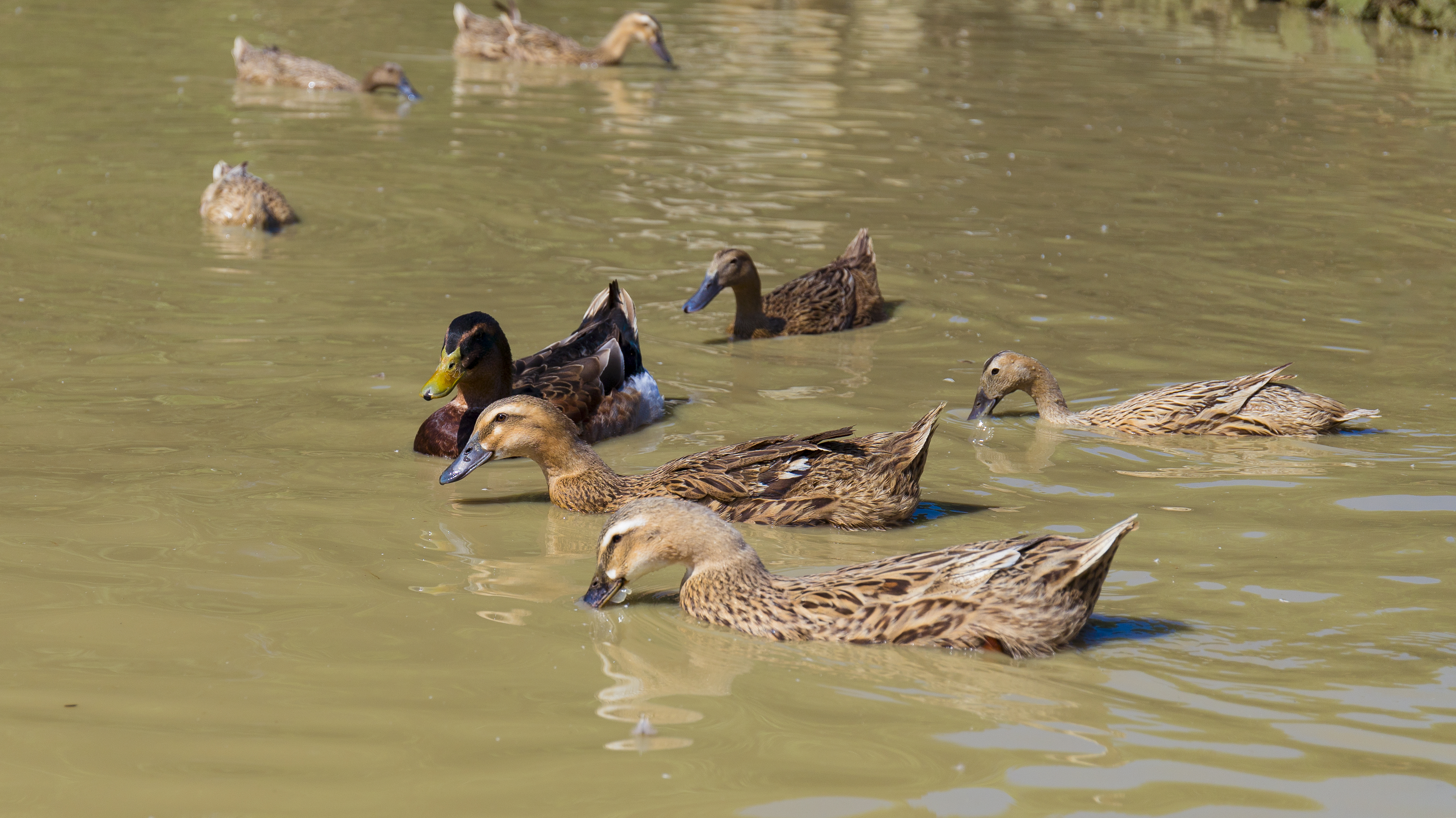 哈尼哈巴 | 千年梯田喂养的梯田鸭，鸭蛋品质看得见！