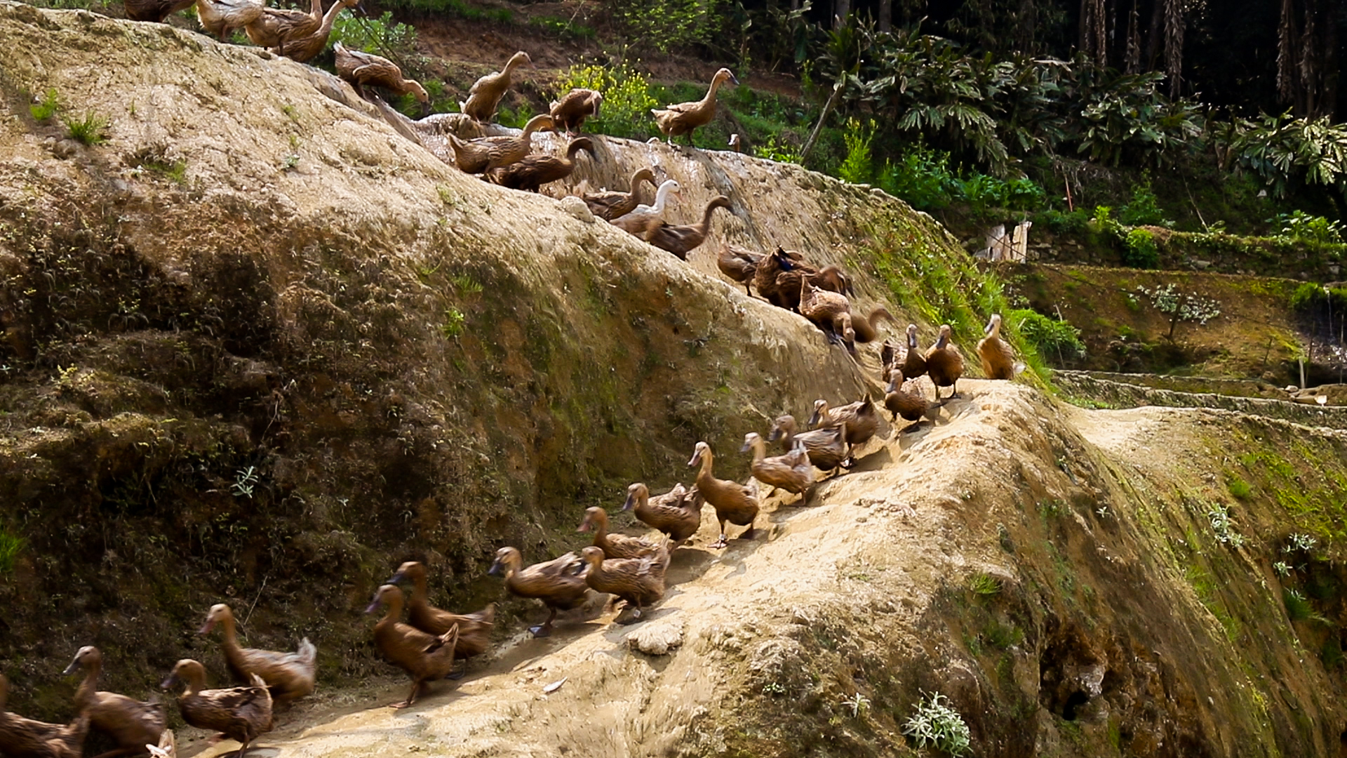 哈尼哈巴 | 千年梯田喂养的梯田鸭，鸭蛋品质看得见！