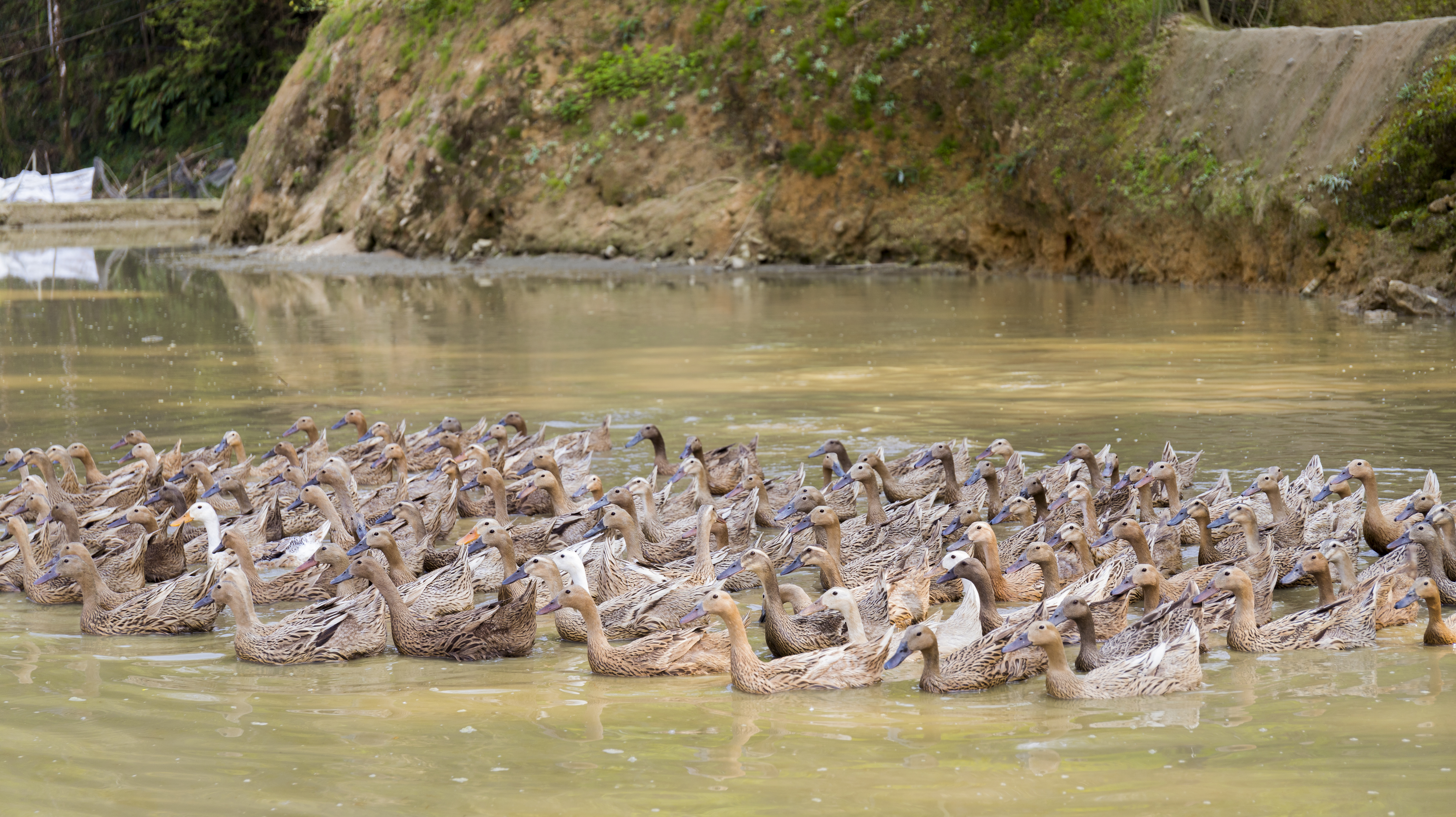 哈尼哈巴 | 千年梯田喂养的梯田鸭，鸭蛋品质看得见！