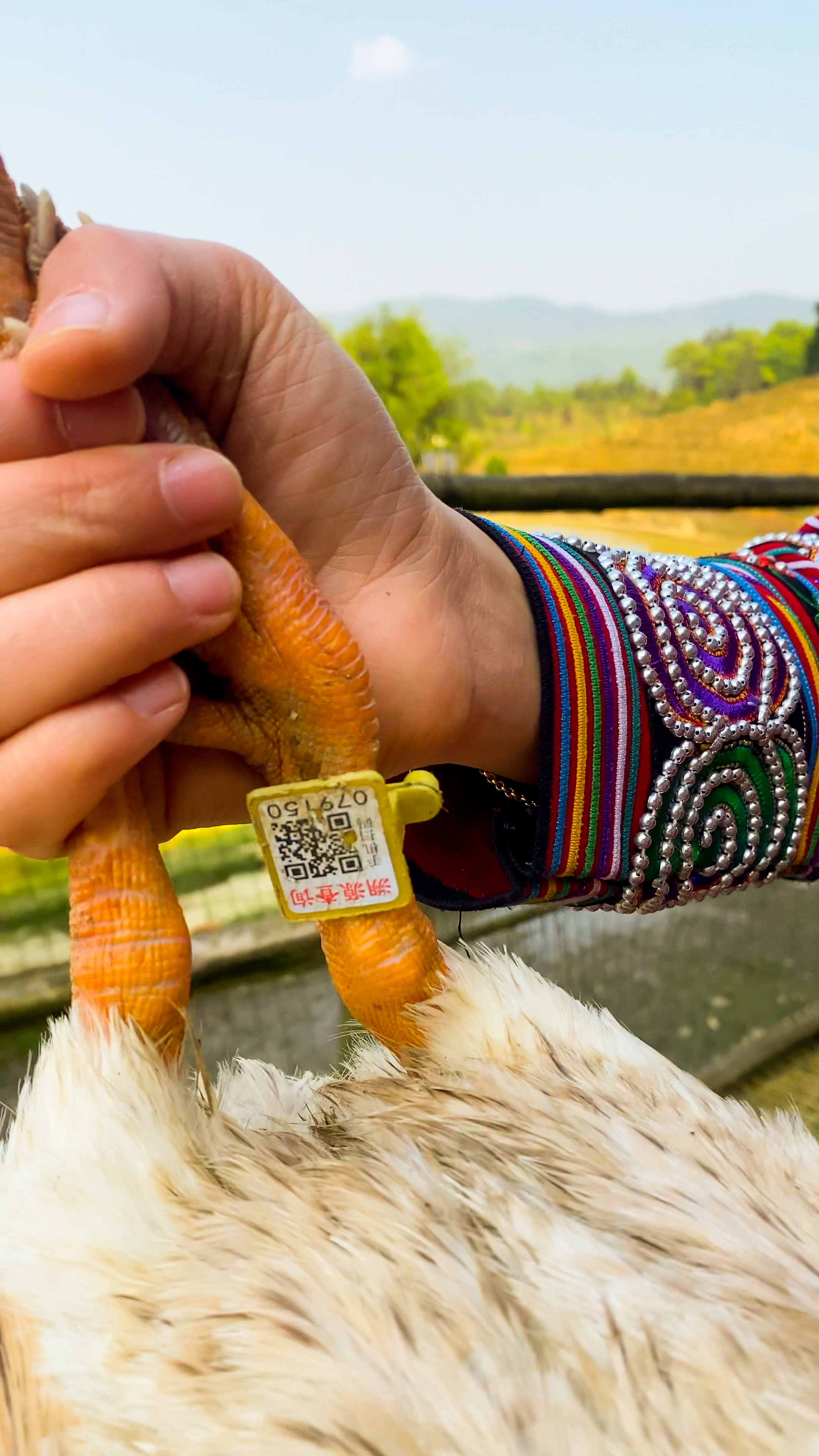 哈尼哈巴 | 千年梯田喂养的梯田鸭，鸭蛋品质看得见！