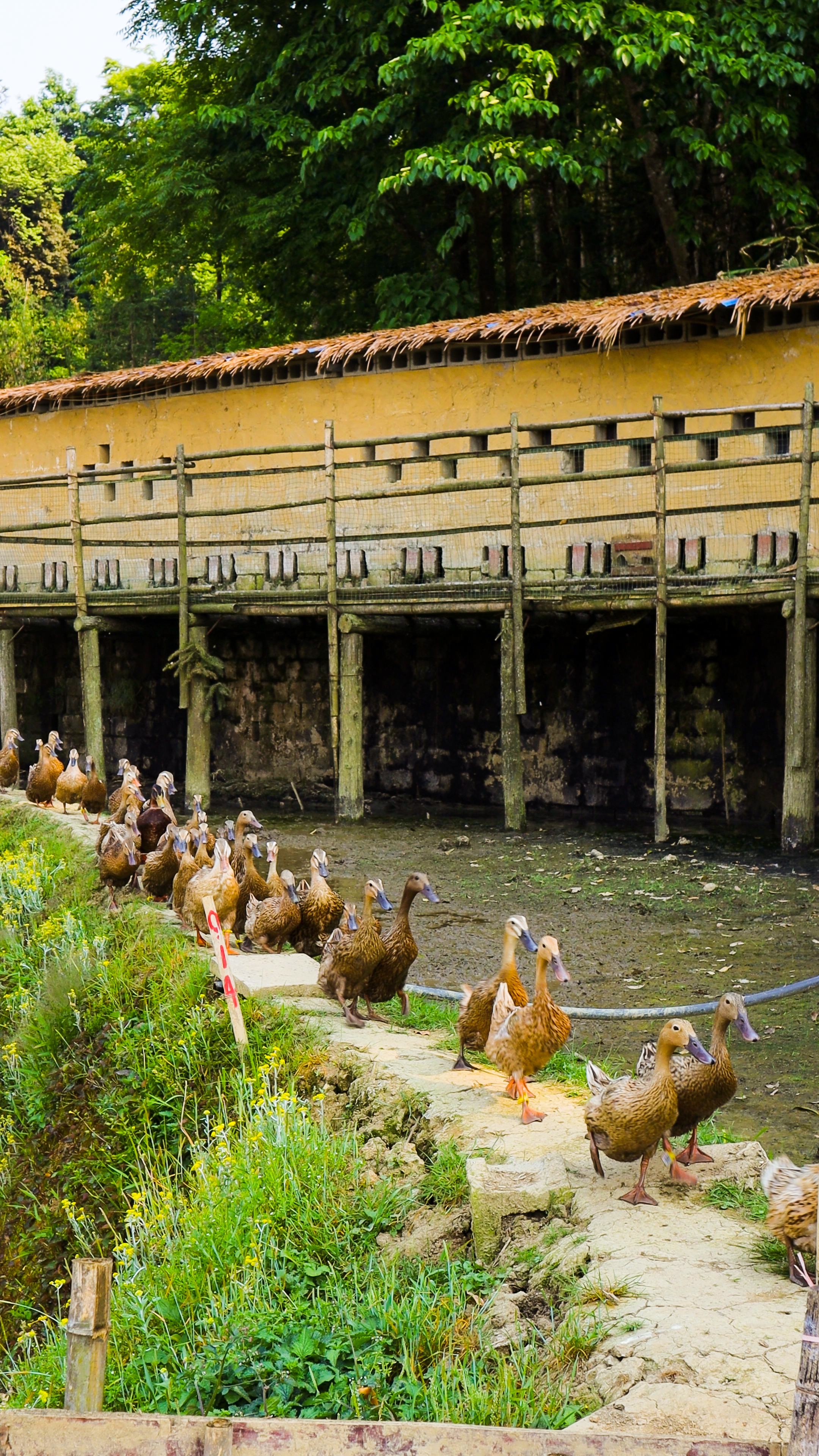 哈尼哈巴 | 千年梯田喂养的梯田鸭，鸭蛋品质看得见！