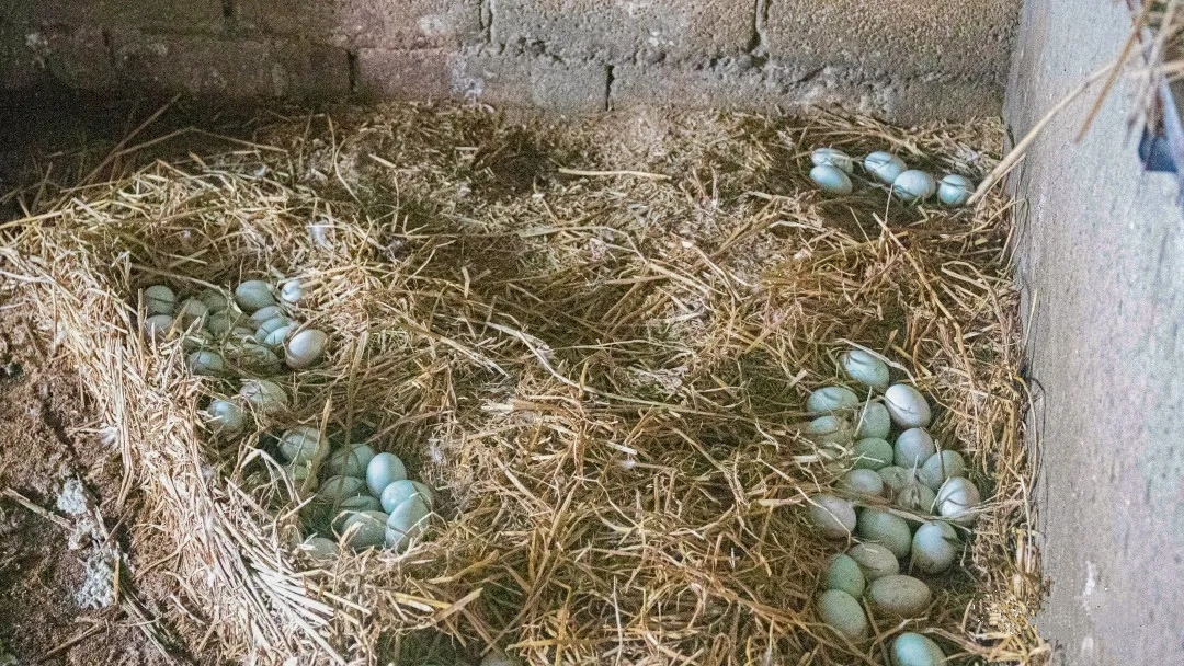 哈尼哈巴 | 千年梯田喂养的梯田鸭，鸭蛋品质看得见！