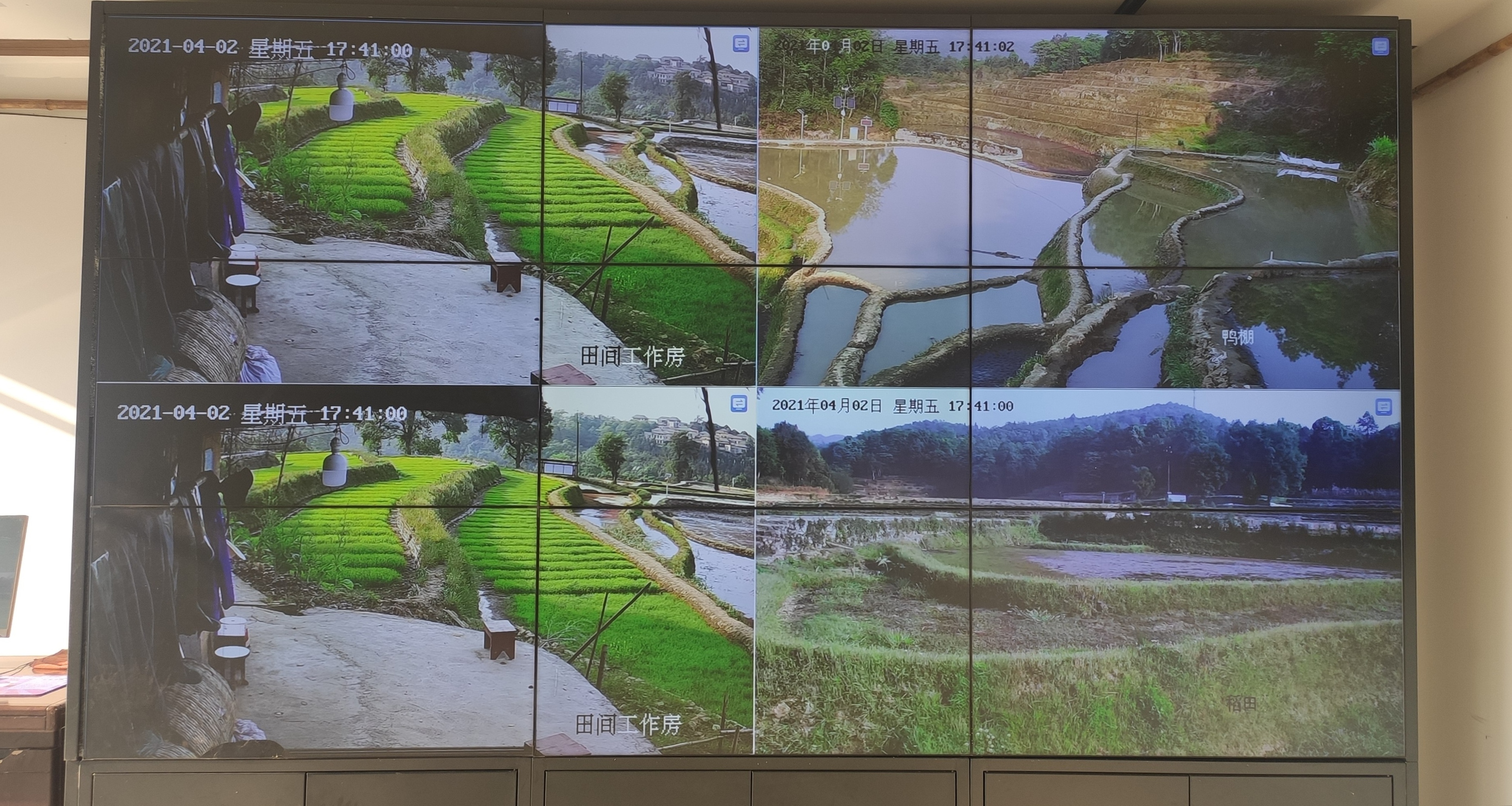 哈尼哈巴 | 千年梯田喂养的梯田鸭，鸭蛋品质看得见！