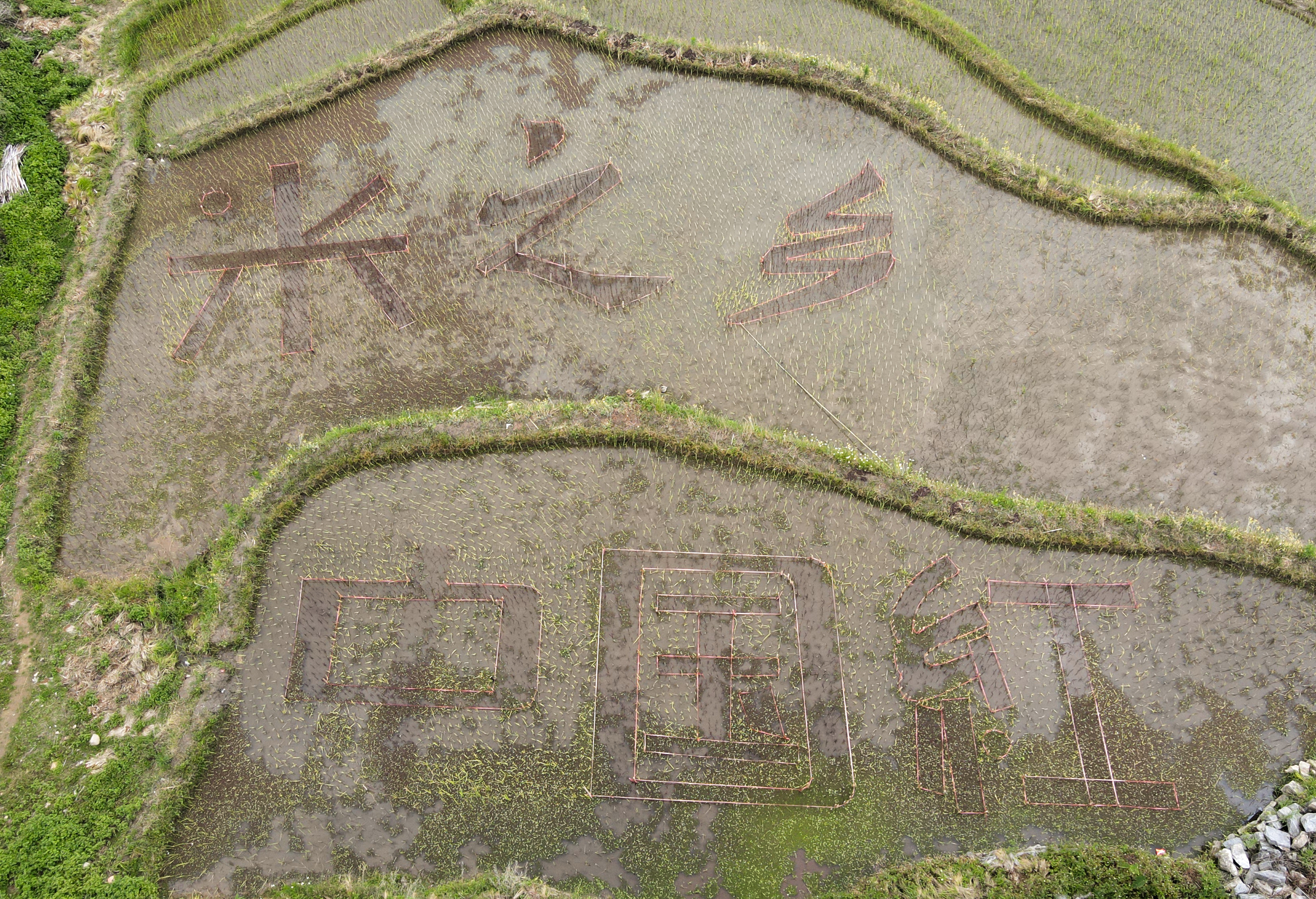 哈尼哈巴 | 稻田画献礼中国共产党建党一百周年！