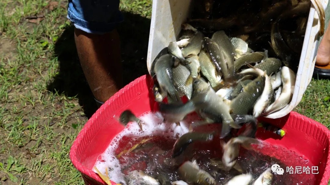 1627613679498335.jpg 1627613679498335.jpg