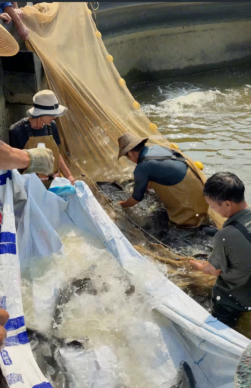元阳县呼山众创水产养殖基地——优质水产直供,诚信合作共赢 元阳县呼山众创水产养殖基地——优质水产直供,诚信合作共赢